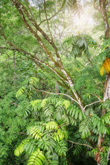 Photo of a rainforest in Borneo, Sabah, Malaysia.