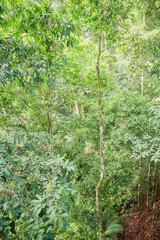 Photo of a rainforest in Borneo, Sabah, Malaysia.