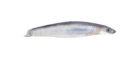 Anchovy handpainted illustration Seafood clipart PNG file with transparent background Perfect for use in menus, cookbooks, restaurant branding, posters, and food-related design