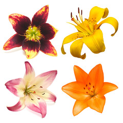 Collection head lily flower isolated on white background. Top view, flat design, florist business concept