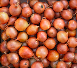 Top view of onion pile, organic texture background