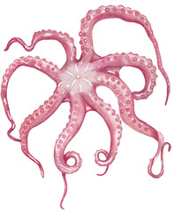 Octopus handpainted illustration Seafood clipart PNG file with transparent background Perfect for use in menus, cookbooks, restaurant branding, posters, and food-related design