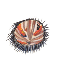 Sea urchin handpainted illustration Seafood clipart PNG file with transparent background Perfect for use in menus, cookbooks, restaurant branding, posters, and food-related design