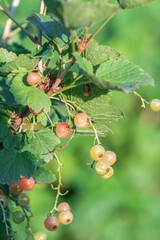 White currant berries hang from a branch with green leaves, a beautiful summer scene.
