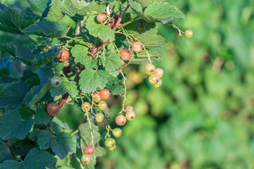 A close-up shot of ripe currants growing on a bush with green leaves in soft sunlight.