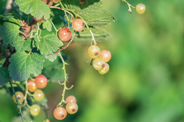 A close-up shot of ripe white currants hanging from a branch with lush green leaves.