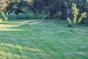 A peaceful grassy yard with a treeline in the background, bathed in sunlight.