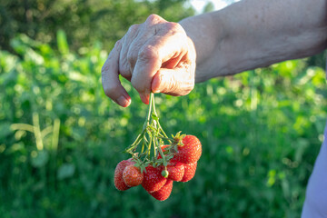 A hand displays a cluster of juicy, freshly picked red strawberries in the garden.