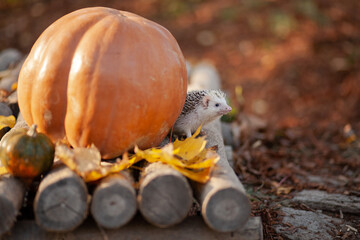 A cute hedgehog peeks out from behind a pumpkin in an autumn forest. Vibrant foliage, warm light,...