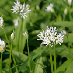 Blühender Bärlauch im Frühling
