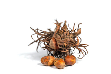 Obraz premium Baum-Hasel, Corylus colurna, vor weißem Hintergrund