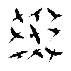Obraz premium Collection of Twelve Bird Silhouettes Perfect for Design Projects, Logos, and More