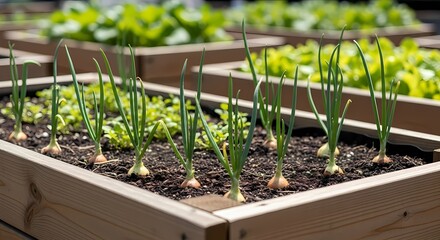Fresh organic onions and lettuce thrive in a raised garden bed under sunny skies, creating a vibrant and healthy edible garden.