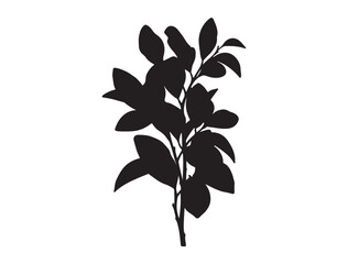 itrus limonium plant Silhouette Vector Image