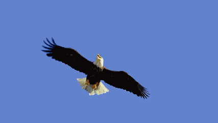 Low angle view of a Bald Eagle flying in the sky, Alaska, USA
