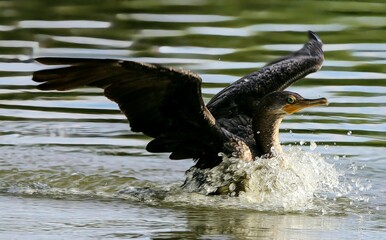 Cormorant Landing in Lake