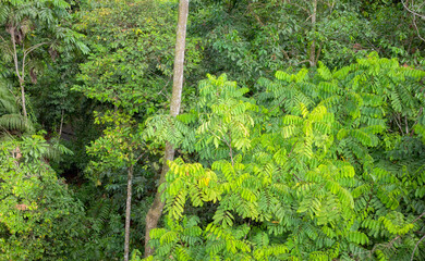 Photo of a rainforest in Borneo, Sabah, Malaysia.