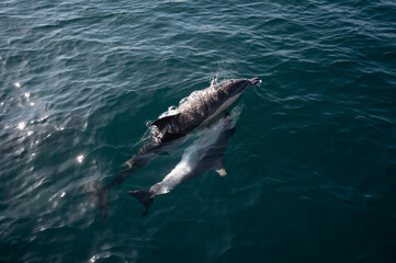 Fototapeta premium Dolphin swimming and playing near the surface of a deep blue ocean