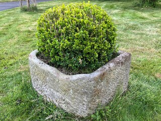 Boxwood in the garden, planted in a big pot