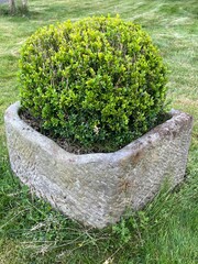 Boxwood in the garden, planted in a big pot