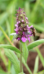 Stachys palustris grows among grasses in nature