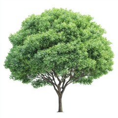 Green leafy tree full view isolated on white background