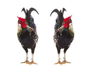 two rooster isolated on white background