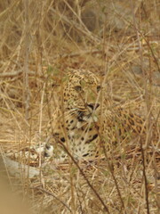 leopard in the grass