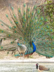 Obraz premium peacock with feathers