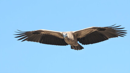 Fototapeta premium A vulture is soaring through a clear blue sky, displaying its magnificent wingspan and distinct features, embodying the beauty of wildlife in its natural habitat