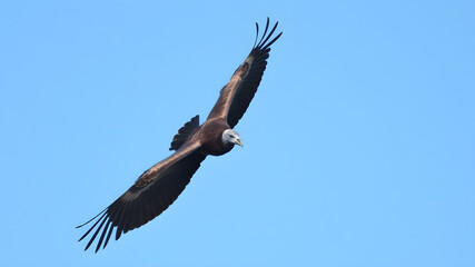 A vulture is soaring through a clear blue sky, displaying its magnificent wingspan and distinct features, embodying the beauty of wildlife in its natural habitat