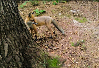A wild red fox stands alert near a large tree trunk in a forest. The fox appears to be observing...