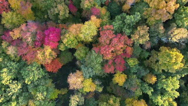 Fall foliage and farm rotation shot aerial drone Hadley Massachusetts