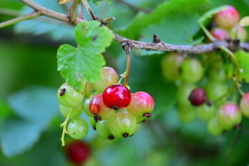 Redcurrant berries in process of growing