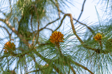pine cones on a branch