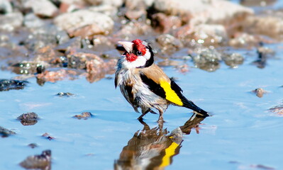 great spotted woodpecker