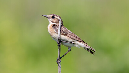 red backed shrike