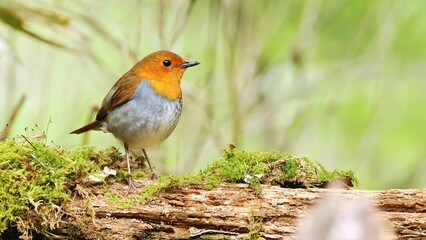 Japanese robin (Larvivora akahige), elusive bird of Japan