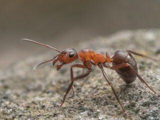 Eine Makroaufnahme zeigt eine rote Waldameise, die mit ge&ouml;ffneten Mantibeln &uuml;ber eine steinerne Oberfl&auml;che l&auml;uft.