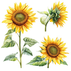 A set of watercolor sunflower isolated on a transparent background