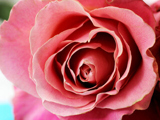 Pink rose, bud petals very close.