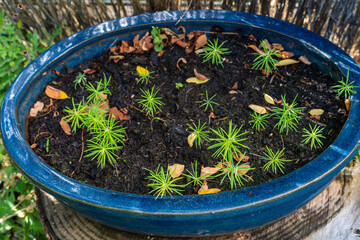 Growing Douglas fir trees from the seed, Pseudotsuga menziesii conifer tree saplings in the pot