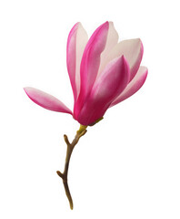 Pink magnolia flower blooming on a branch isolated on transparent background