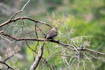 White-Winged Dove in Chisos Mountains - Big Bend National Park