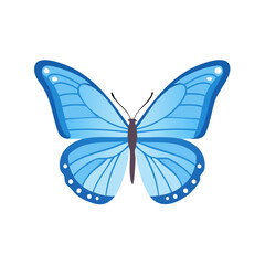 Obraz premium Isolated blue butterfly with open wings fluttering in flight on white background.