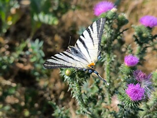 butterfly on flower