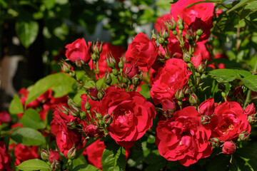 Summer mood with lots of gorgeous beautiful red roses