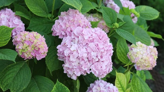 Hortensja Ogrodowa 'Hydrangea macrophylla' R&oacute;żowa Kule