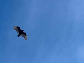 eagle in flight