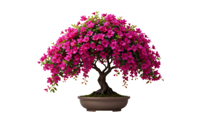 Vibrant Bougainvillea Bonsai – Fuchsia Pink Flowers Cascading from Slender Dark-Brown Trunk, Isolated on Transparent Background